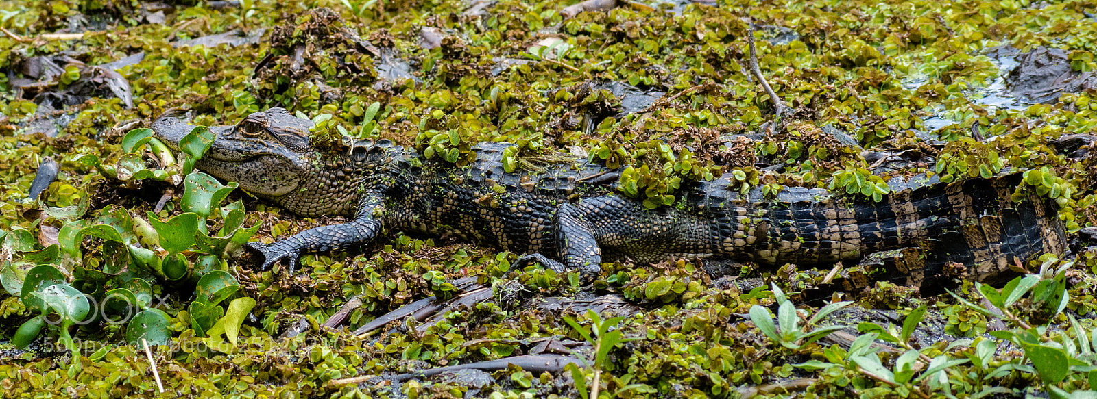 Nikon D7200 sample photo. Alligator photography