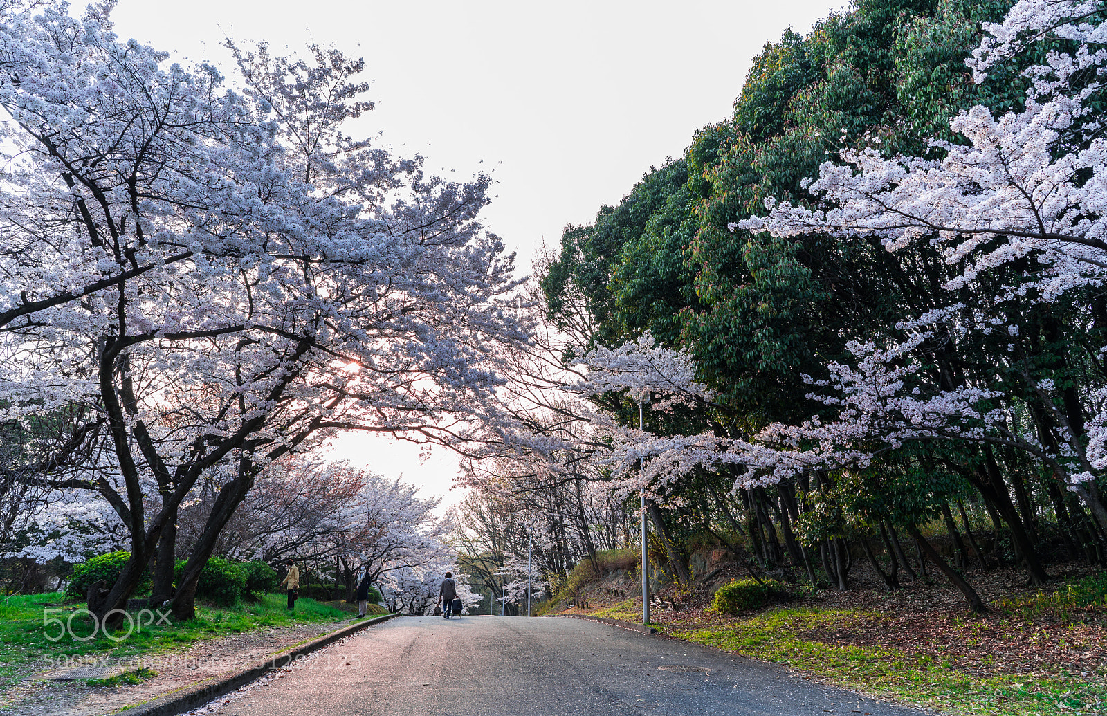 Sony a7R III sample photo. Cherry blossoms photography