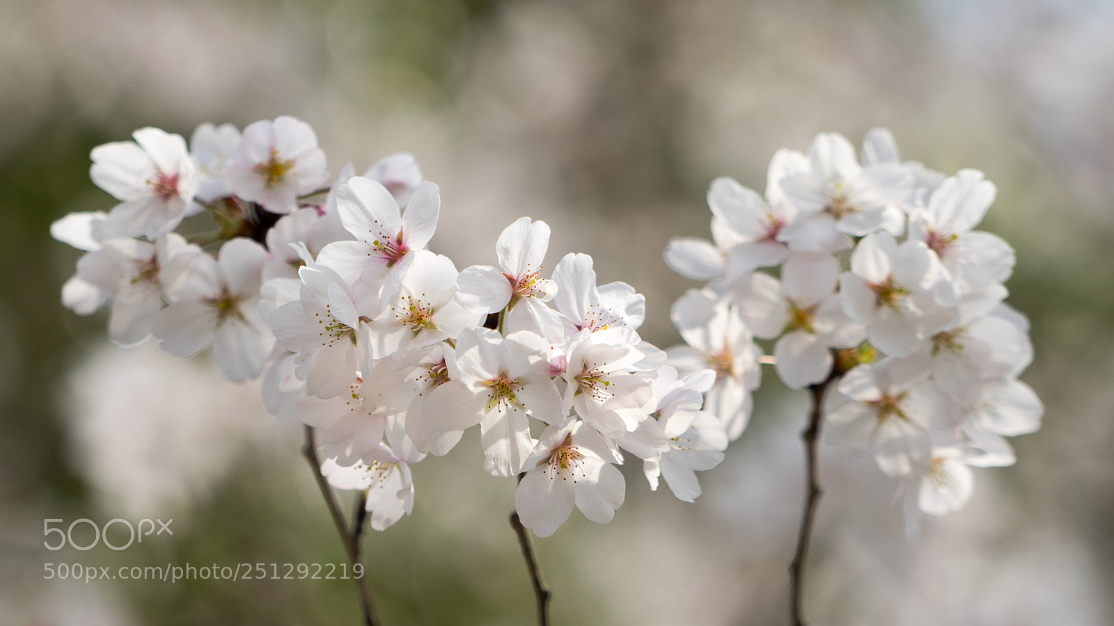 Sony a7 sample photo. Sakura photography