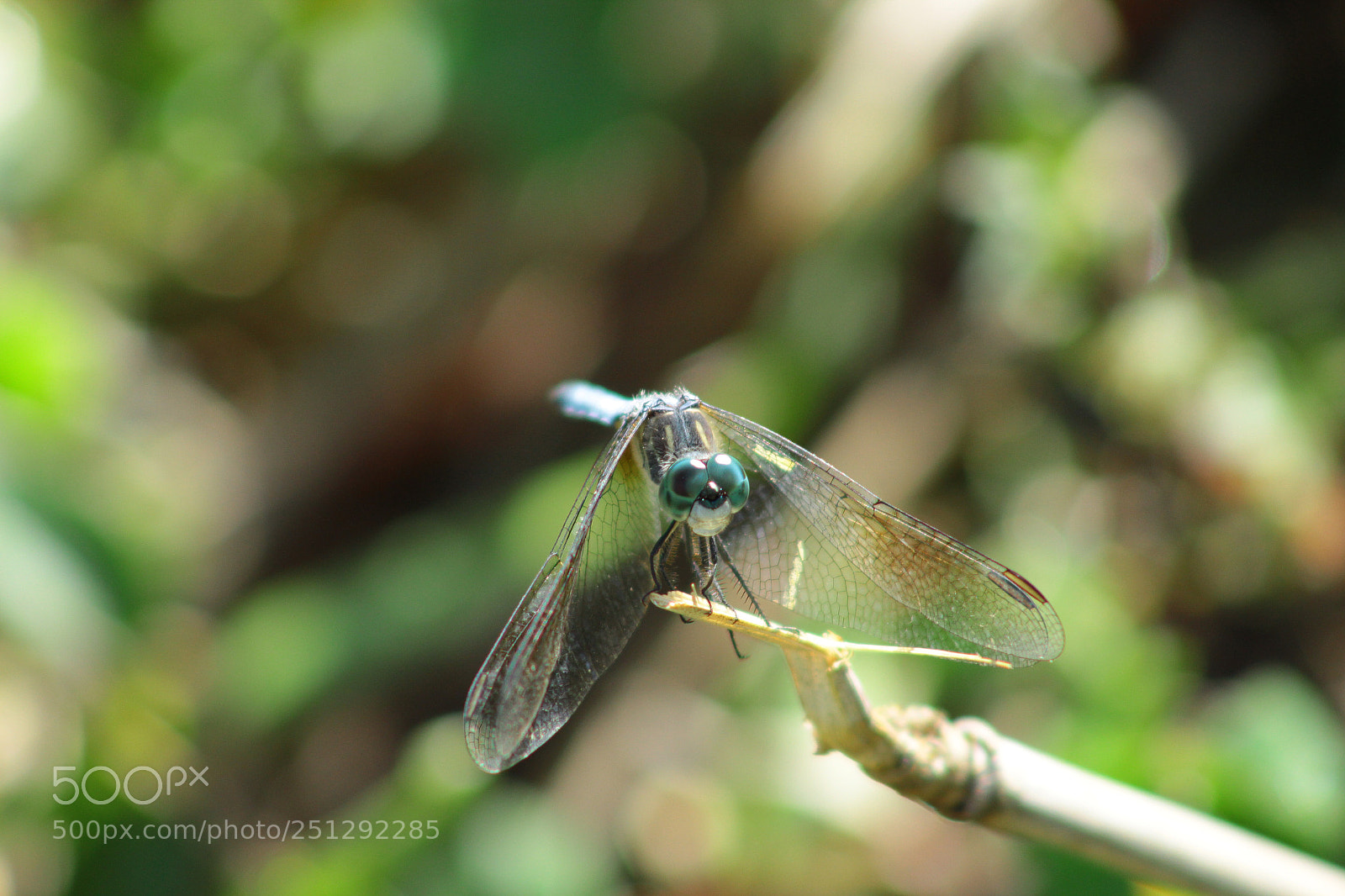 Canon EOS 1300D (EOS Rebel T6 / EOS Kiss X80) sample photo. Dragonfly  stay photography