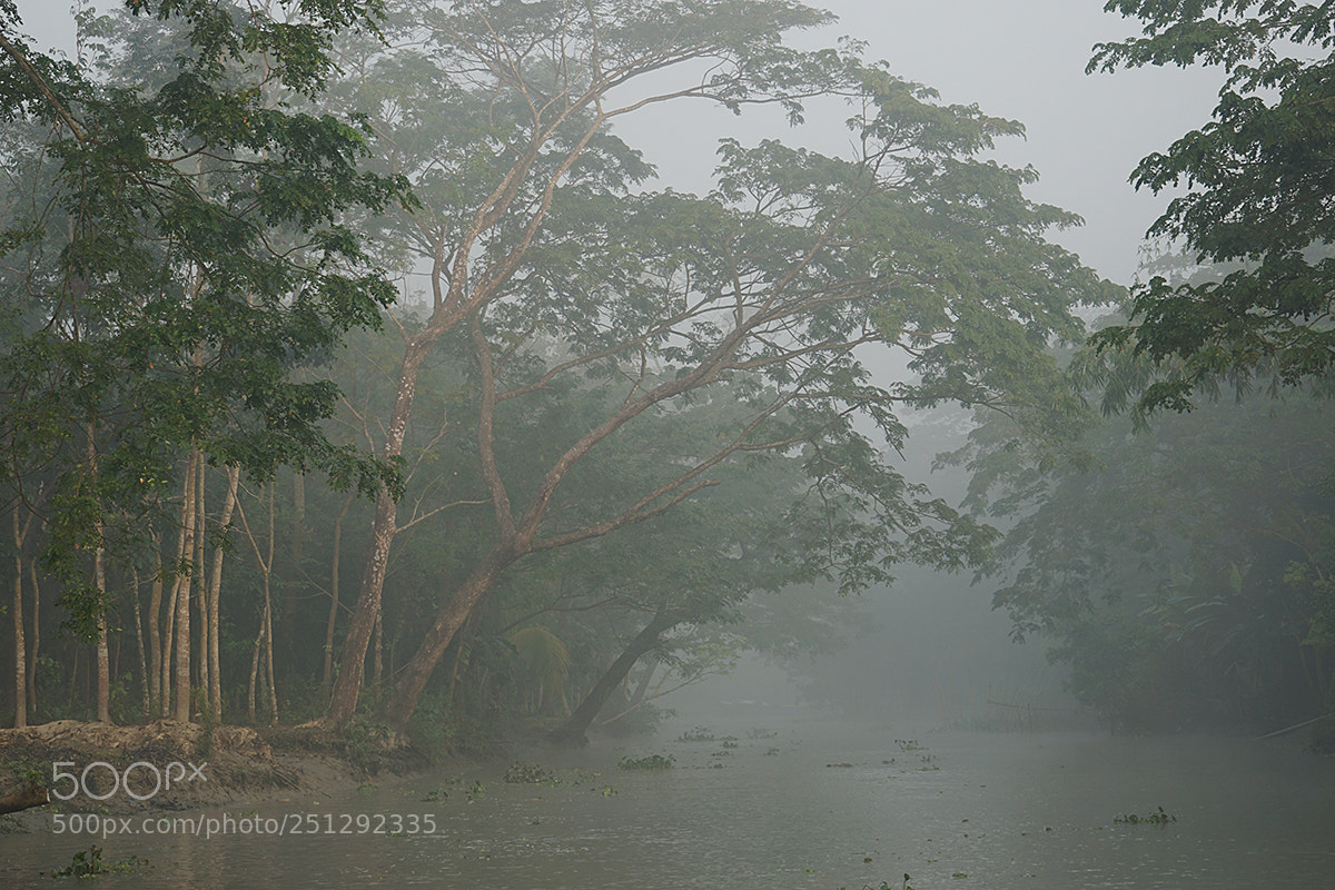 Sony a6000 sample photo. Early morning in banaripara photography
