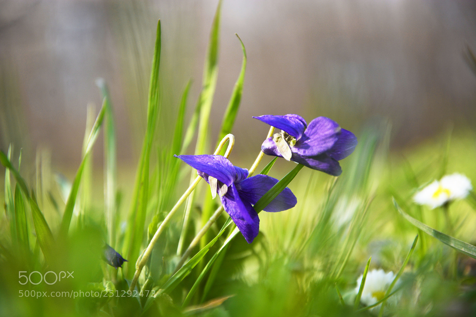 Nikon D7100 sample photo. Violet photography