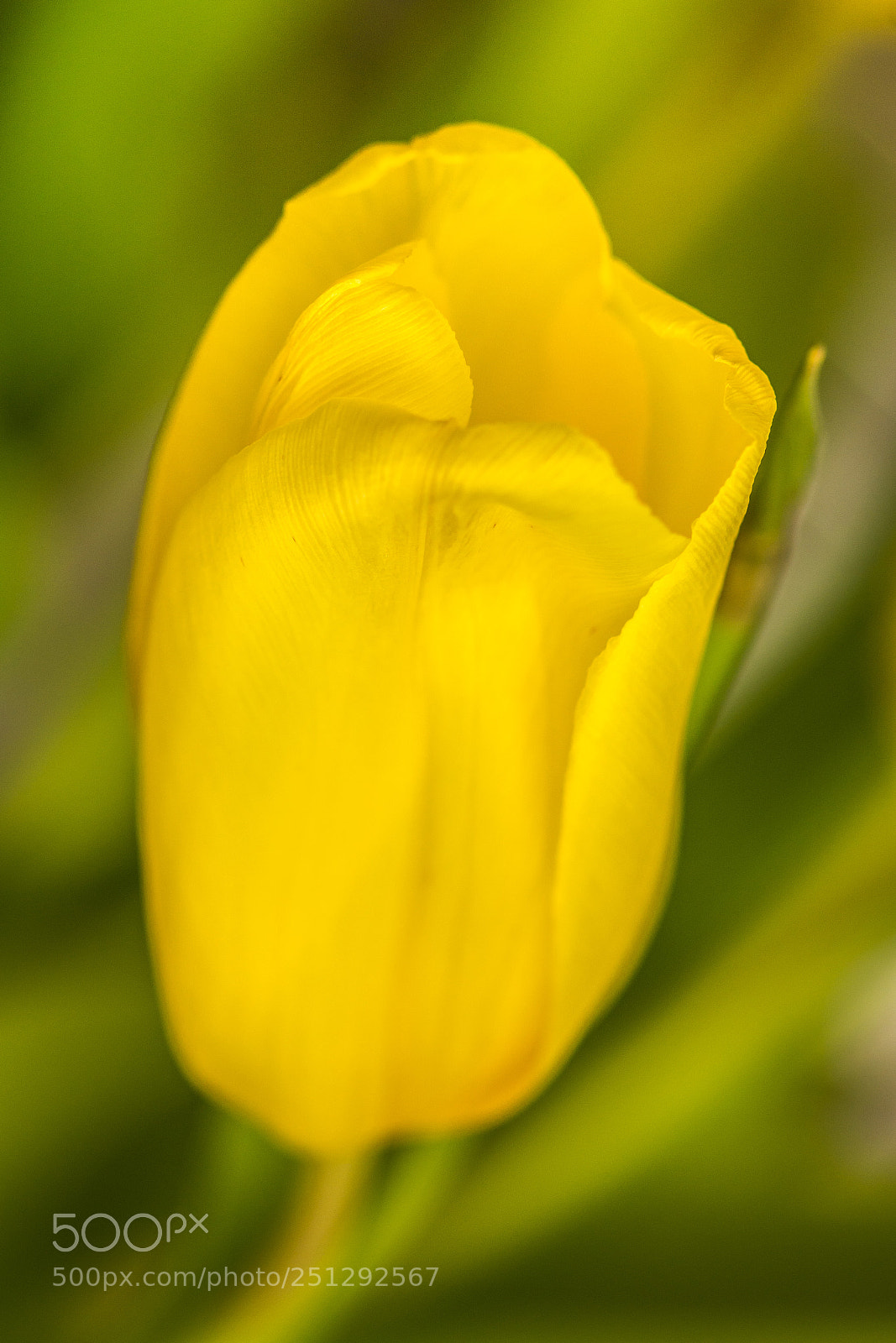 Nikon D7100 sample photo. Yellow tulip photography