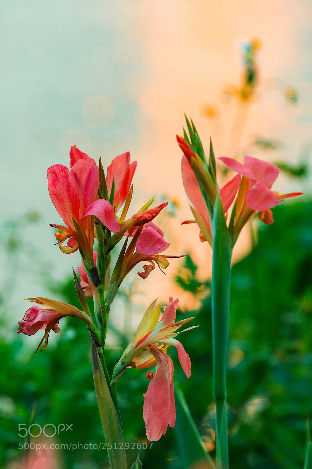 Canon EOS 6D Mark II sample photo. Flores a lo largo photography