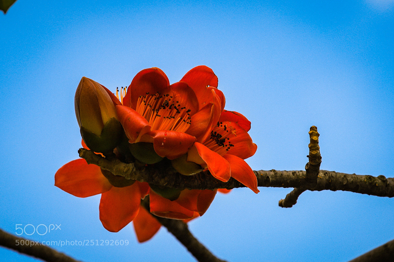 Canon EOS 6D Mark II sample photo. Florecer de la ciudad photography