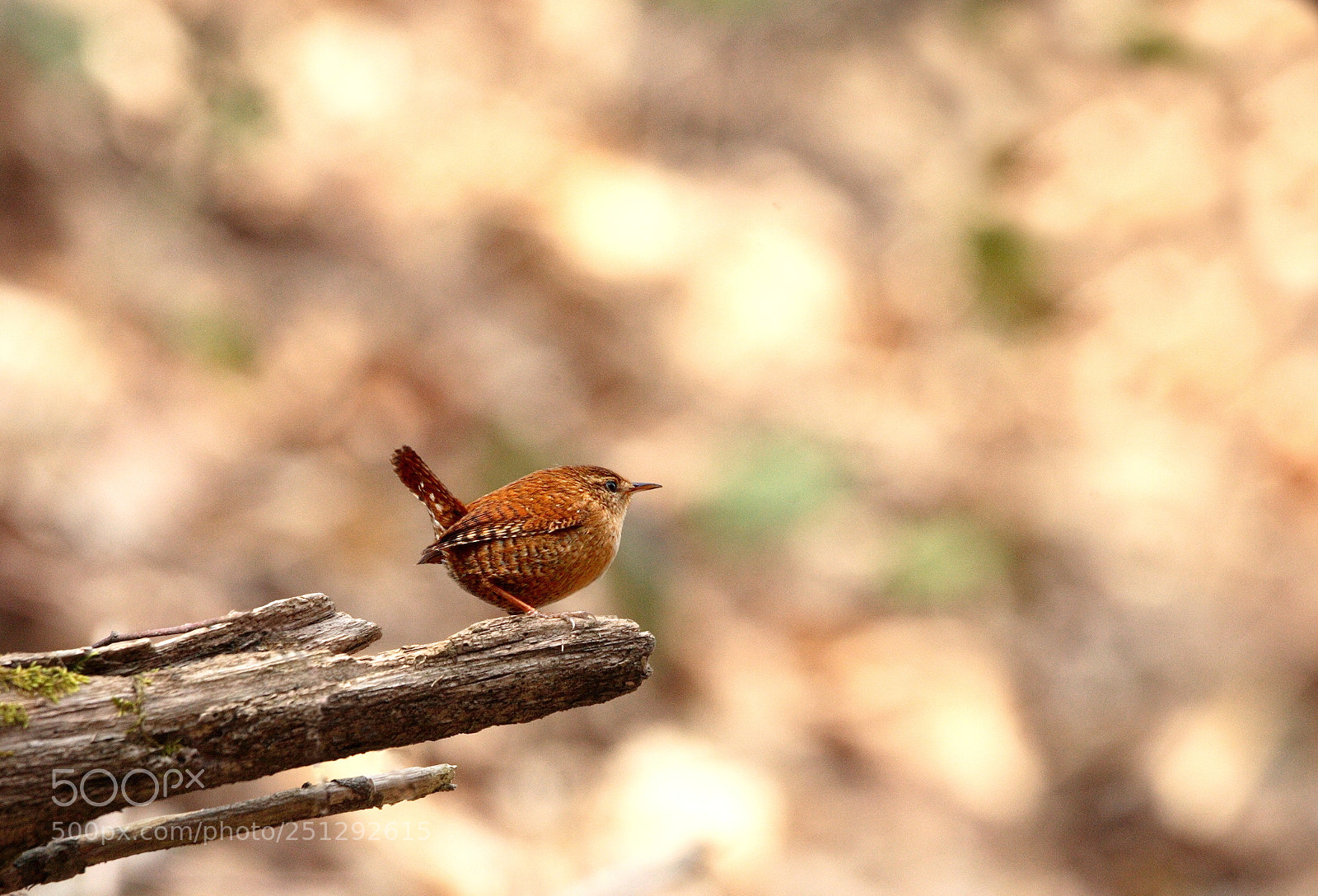 Canon EOS-1D Mark II sample photo. 11.jpg photography