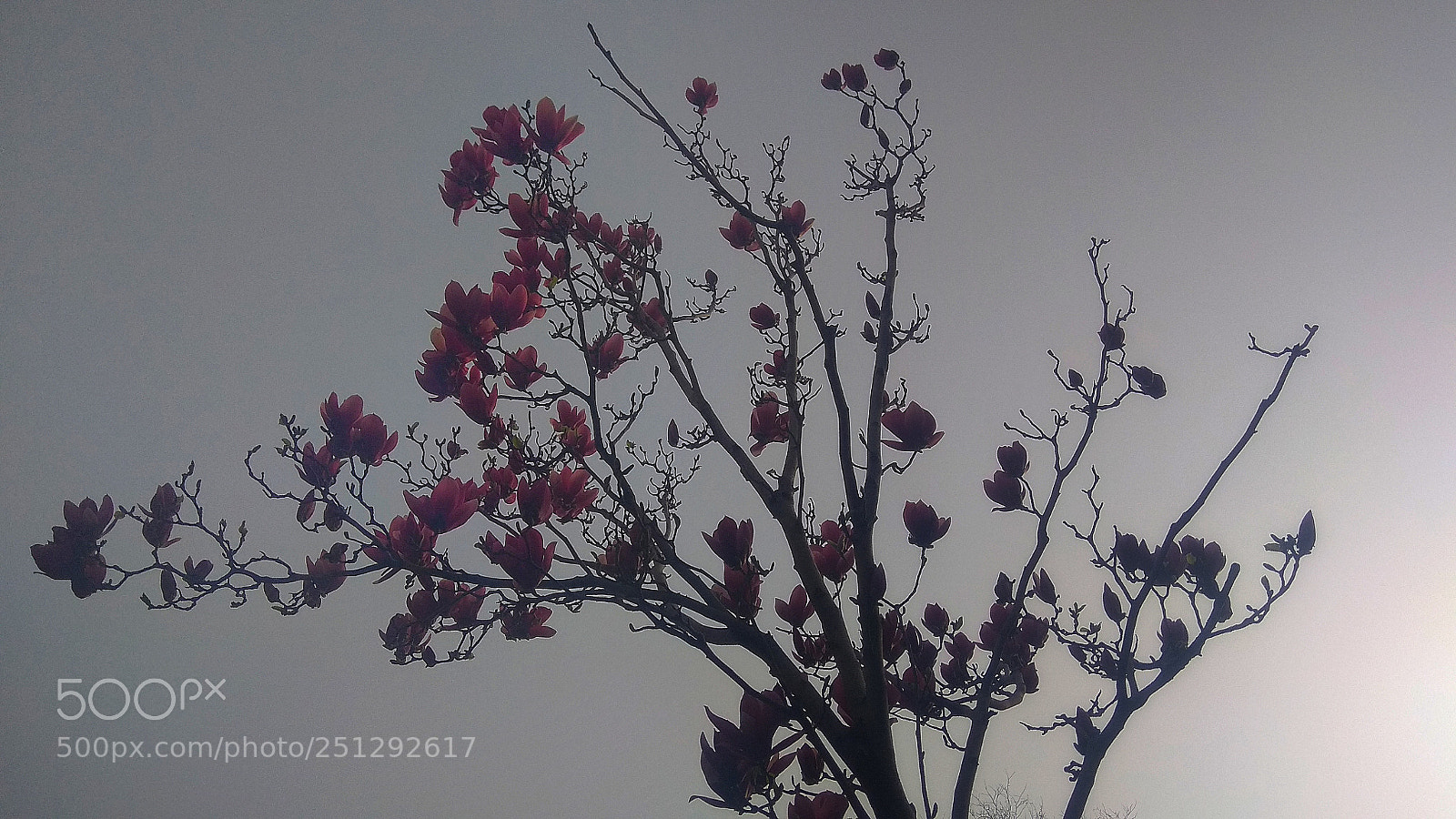 Xiaomi Redmi Note 4X sample photo. 韵 photography