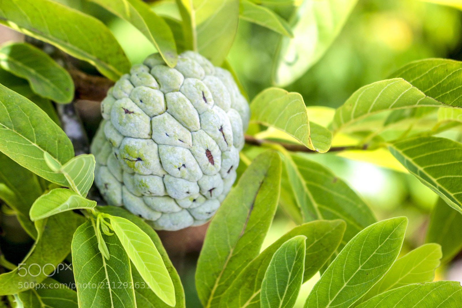 Canon EOS 700D (EOS Rebel T5i / EOS Kiss X7i) sample photo. Custard apple photography