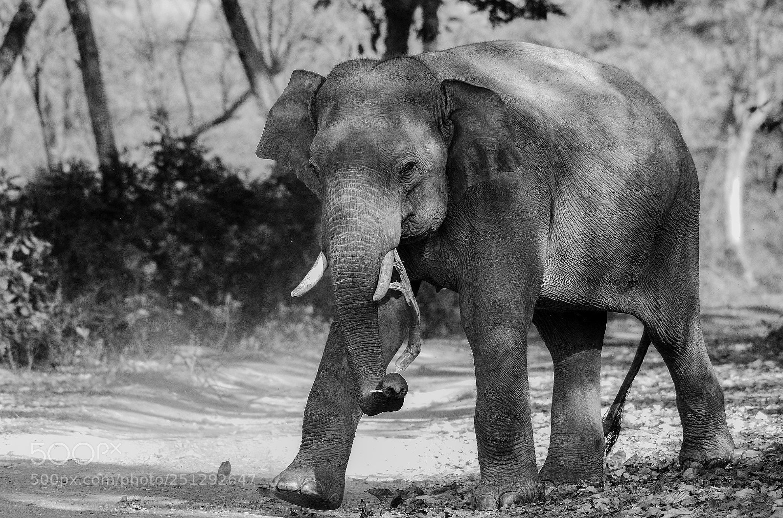Nikon D7000 sample photo. Majestic walk photography