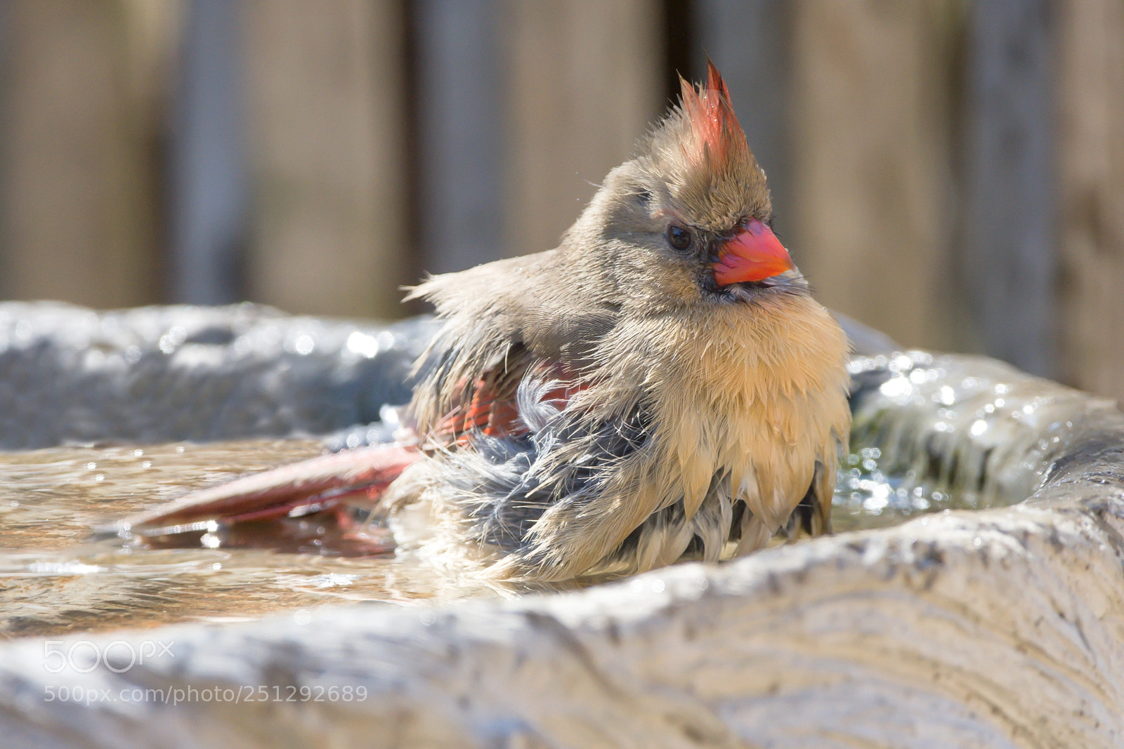 Nikon D7200 sample photo. In the tub photography