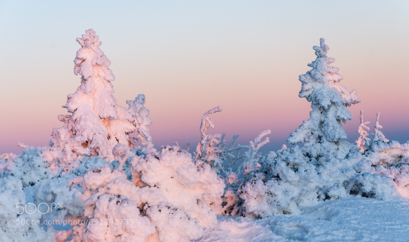 Nikon D7100 sample photo. Pink and blue one photography