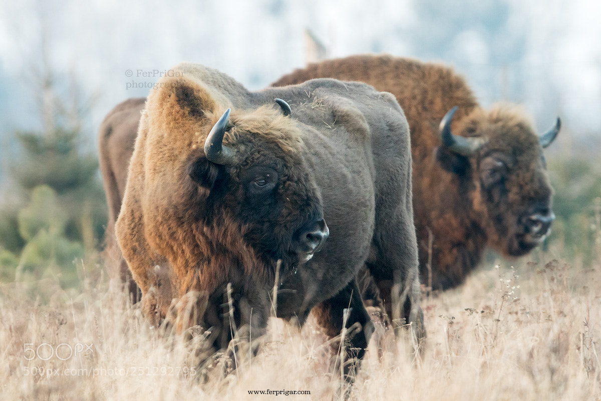 Canon EOS 7D Mark II sample photo. Bisons photography