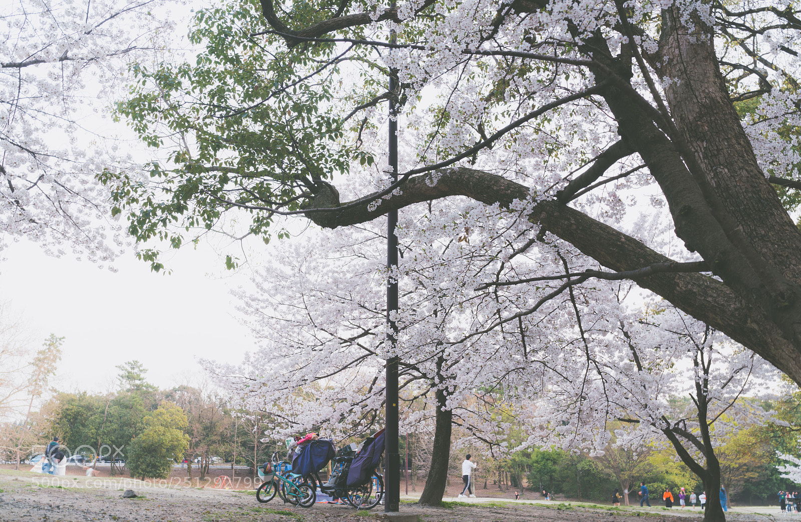 Sony a7R III sample photo. Cherry blossoms photography