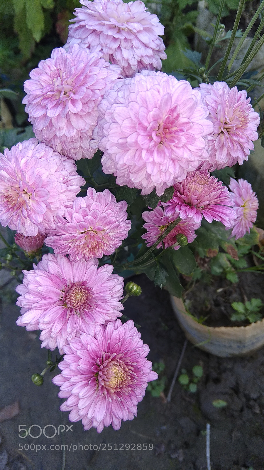 Xiaomi Redmi Note 4 sample photo. Untitled photography