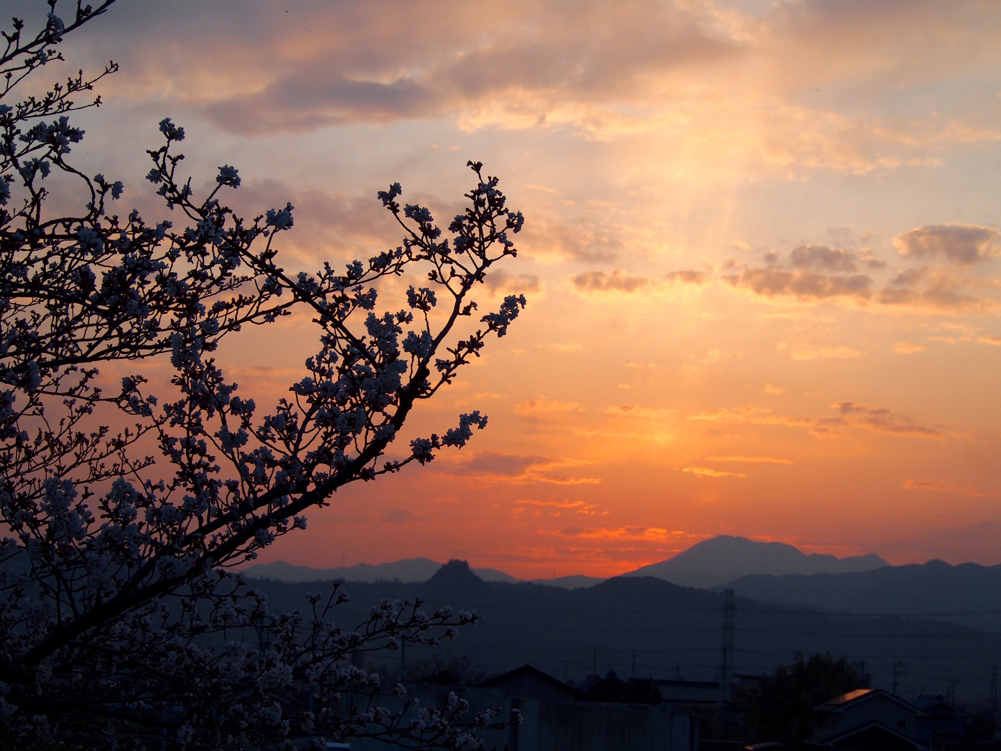 Olympus PEN E-PL2 sample photo. Sunset cherry blossom photography