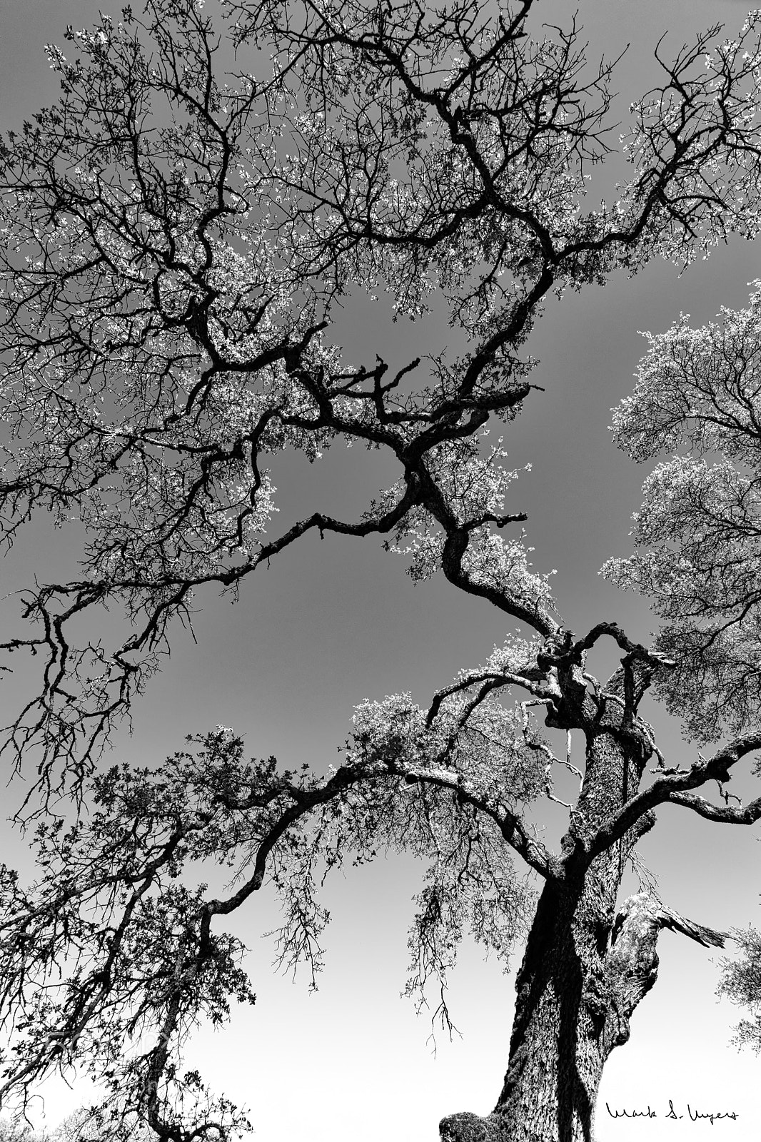 Nikon D5500 sample photo. Spring in mono photography