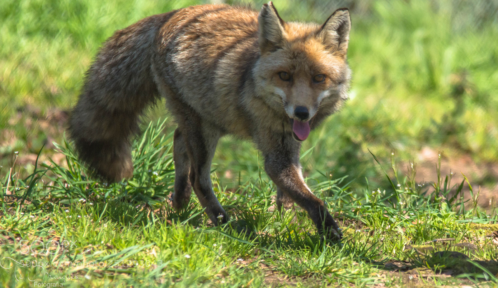 Nikon D7200 sample photo. Red fox photography