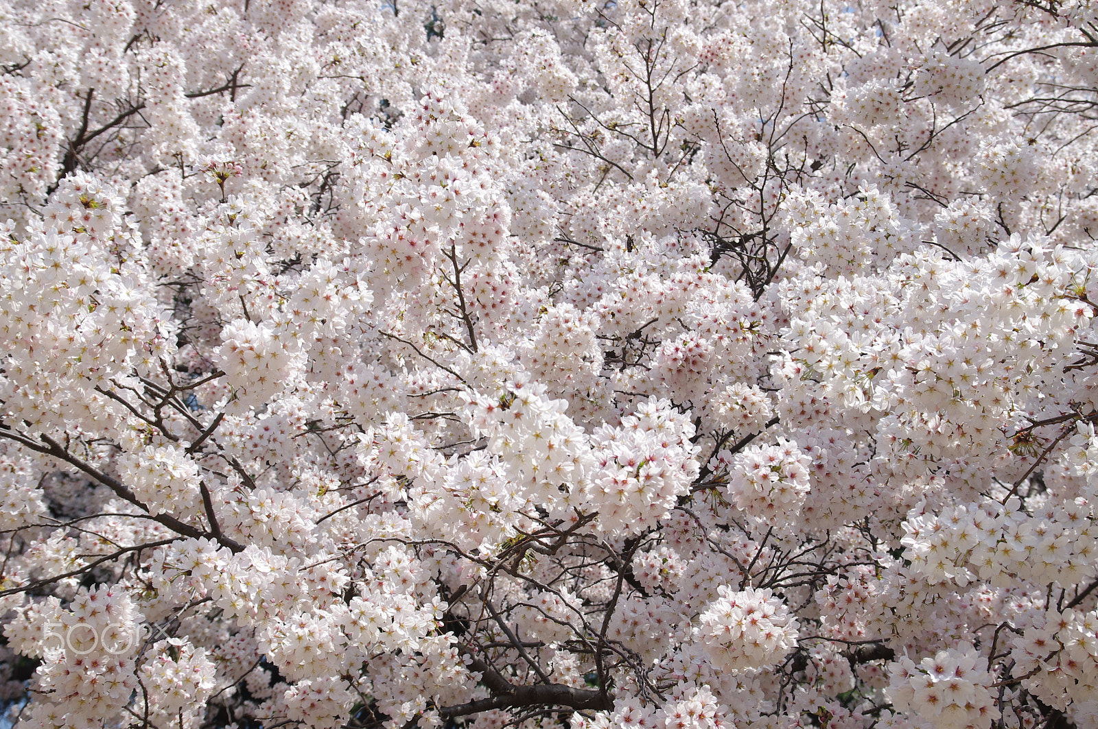 Pentax K-x + Sigma 17-70mm F2.8-4 DC Macro OS HSM sample photo. Blinded by sakura photography