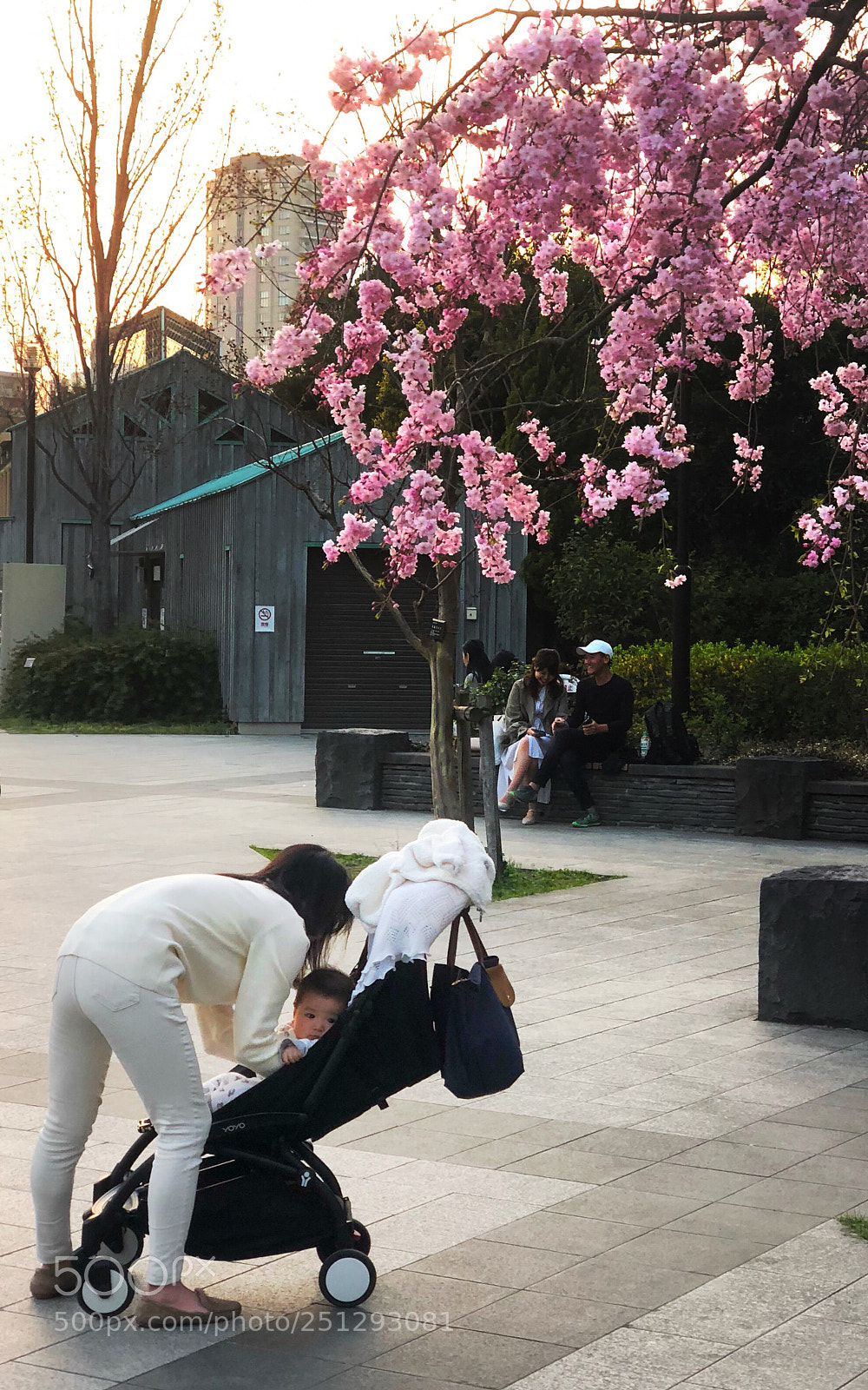 Apple iPhone X sample photo. The cherry blossoms scene photography