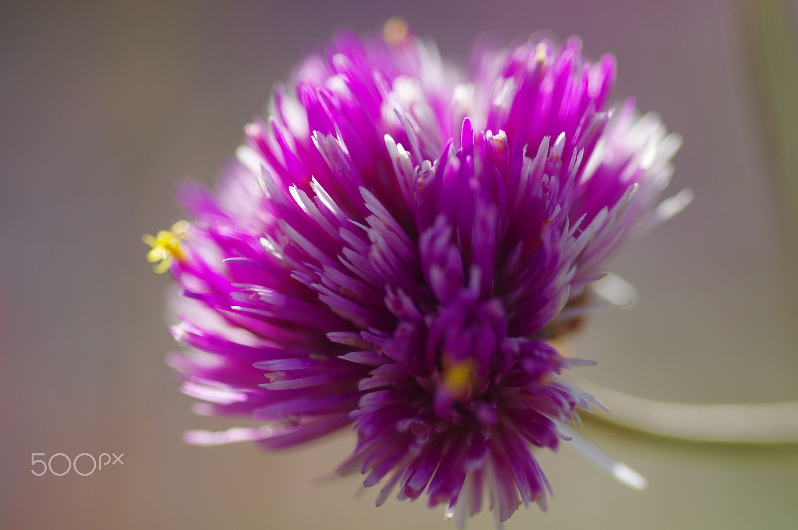 Pentax smc D-FA 100mm F2.8 Macro WR sample photo. Trifolium and beige bokeh photography