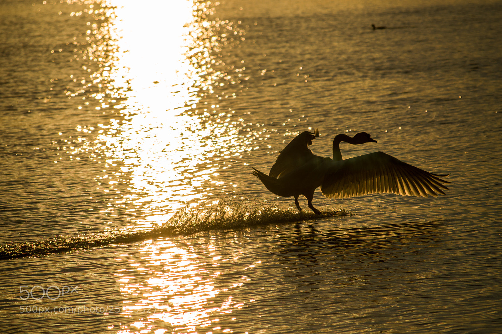 Nikon D3200 sample photo. Swan landing photography