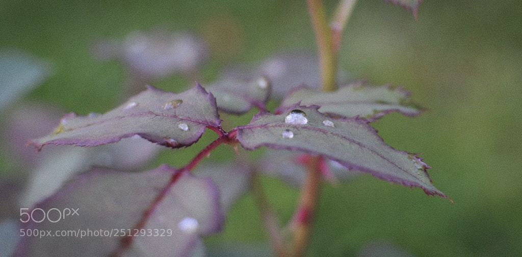 Nikon D3200 + Nikon AF-S DX Nikkor 35mm F1.8G sample photo. *** photography