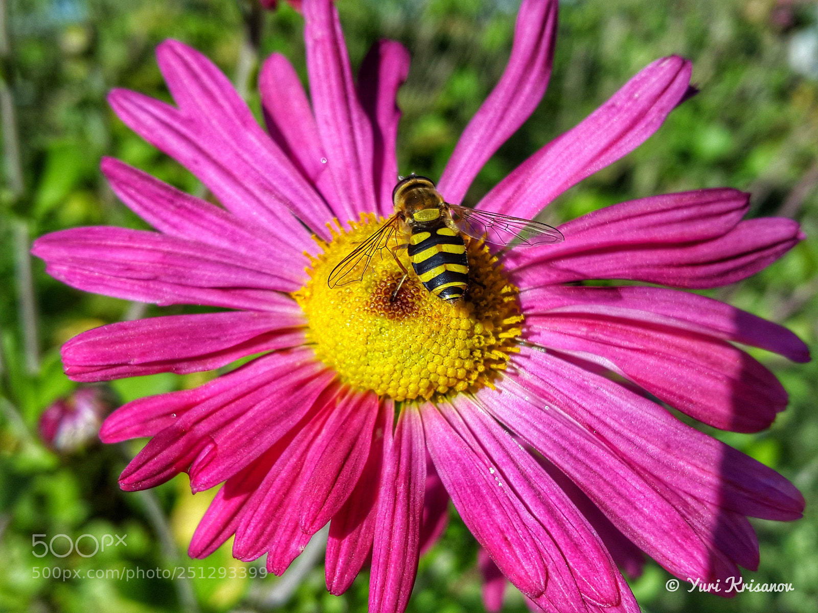 Samsung Galaxy Alpha sample photo. Hoverfly on the flower photography