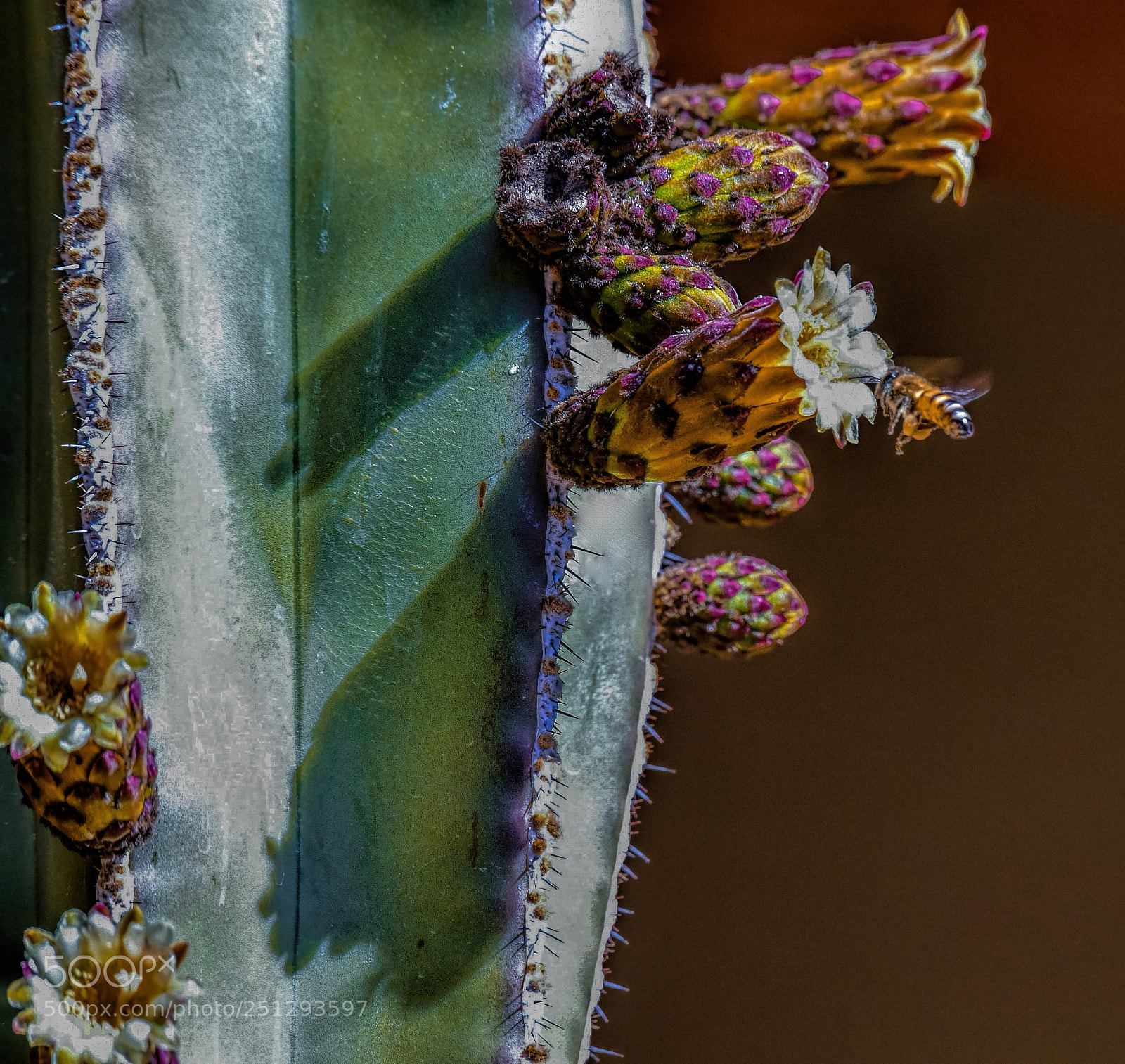 Nikon D5 sample photo. Faberge' photography