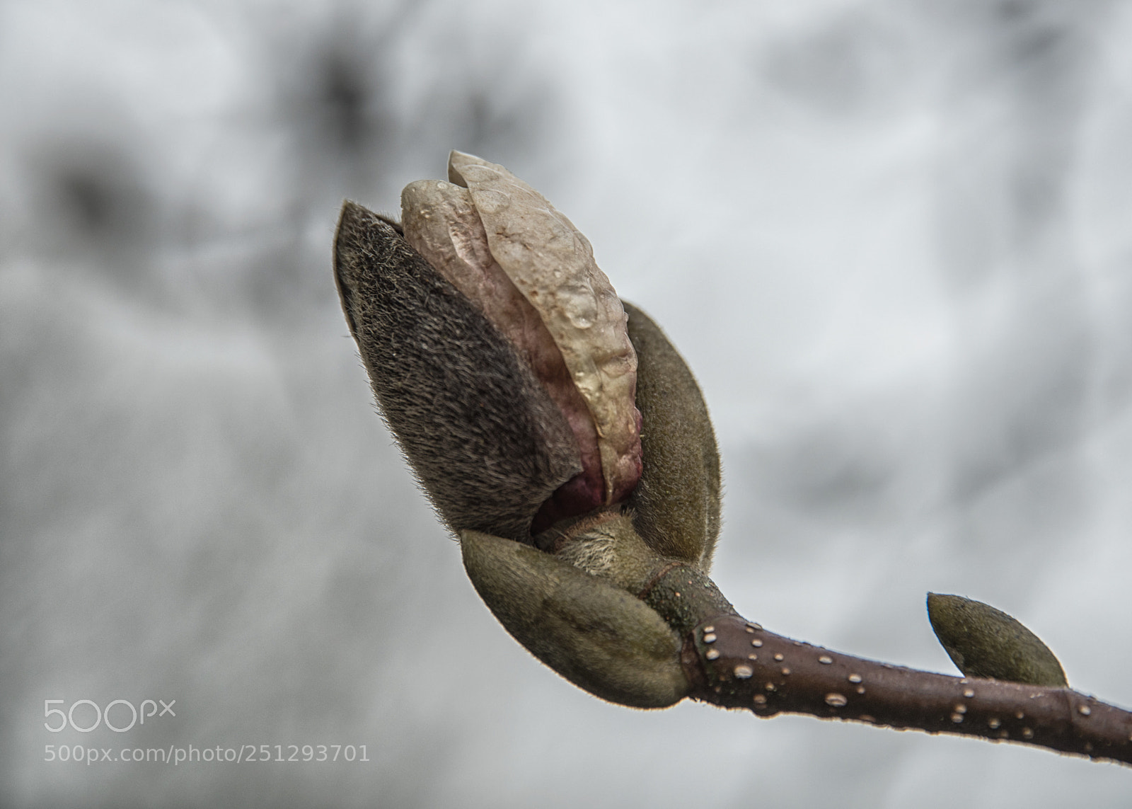 Nikon D810 sample photo. Bursting into life photography