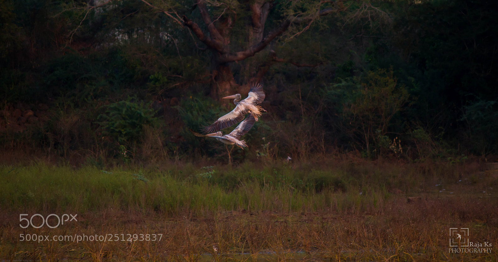 Canon EOS 70D sample photo. Spot billed pelican photography