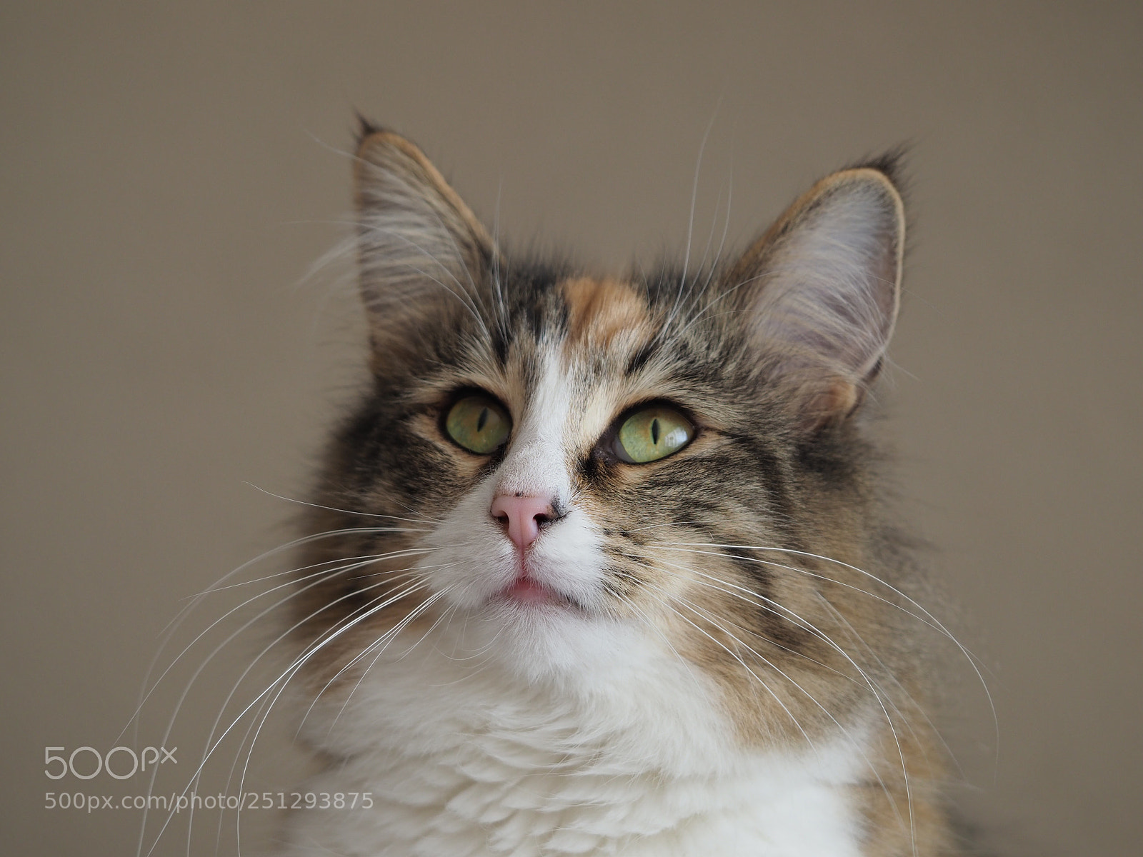 Olympus OM-D E-M1 Mark II sample photo. Isa, norwegian forest cat photography