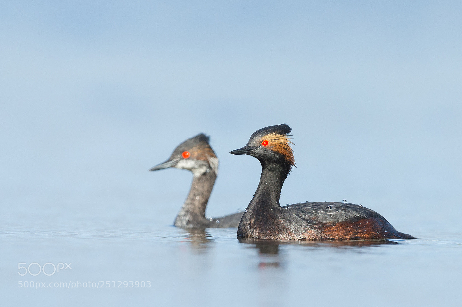 Canon EOS-1D X sample photo. Eared grebe couple photography
