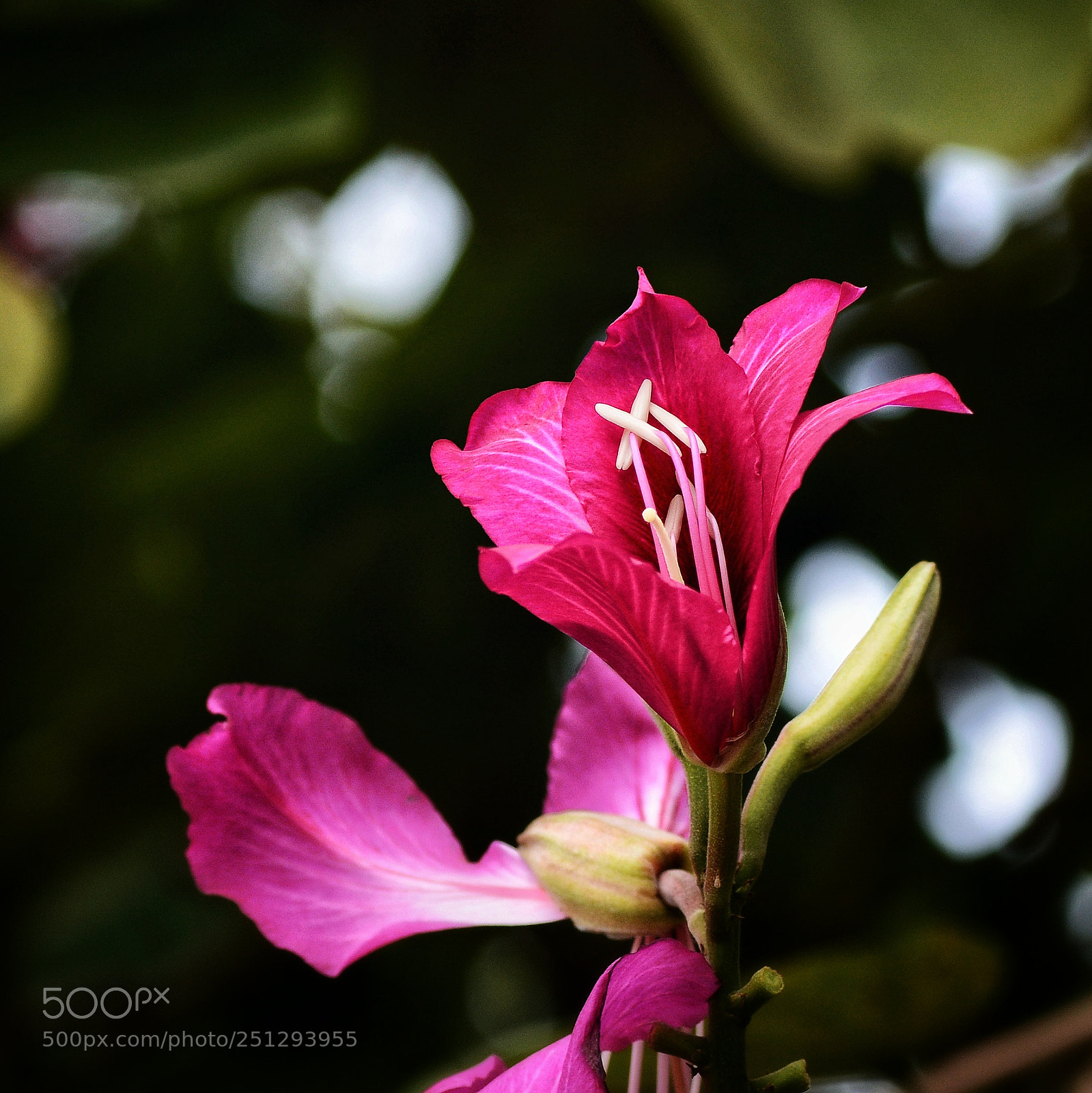 Nikon D7100 sample photo. Untitled photography