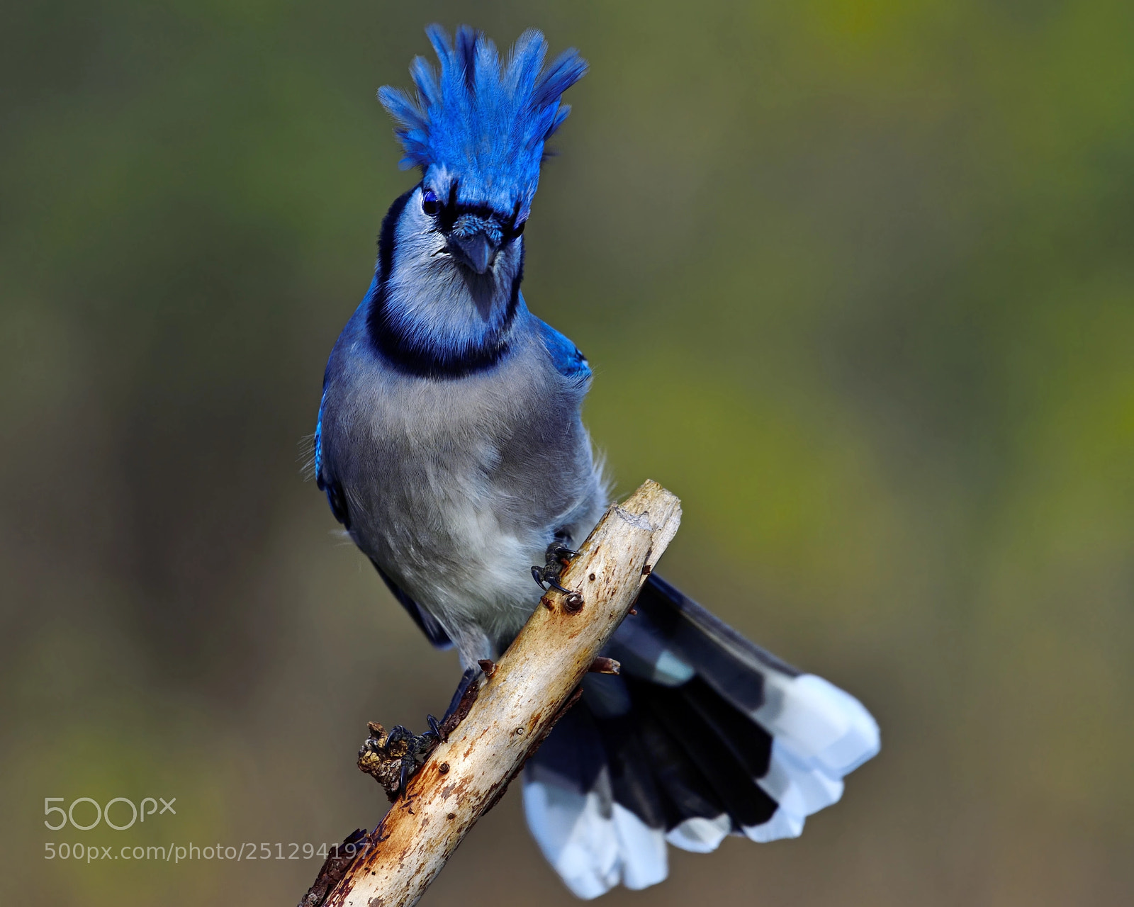 Nikon D850 sample photo. White and blue tips photography
