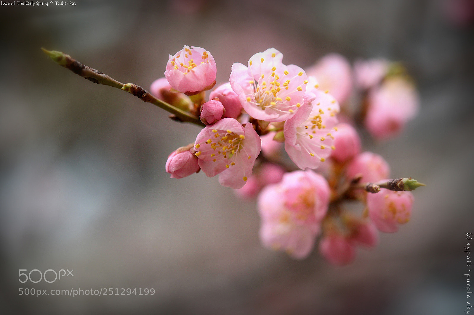 Nikon AF-S Micro-Nikkor 60mm F2.8G ED sample photo. The early spring * photography