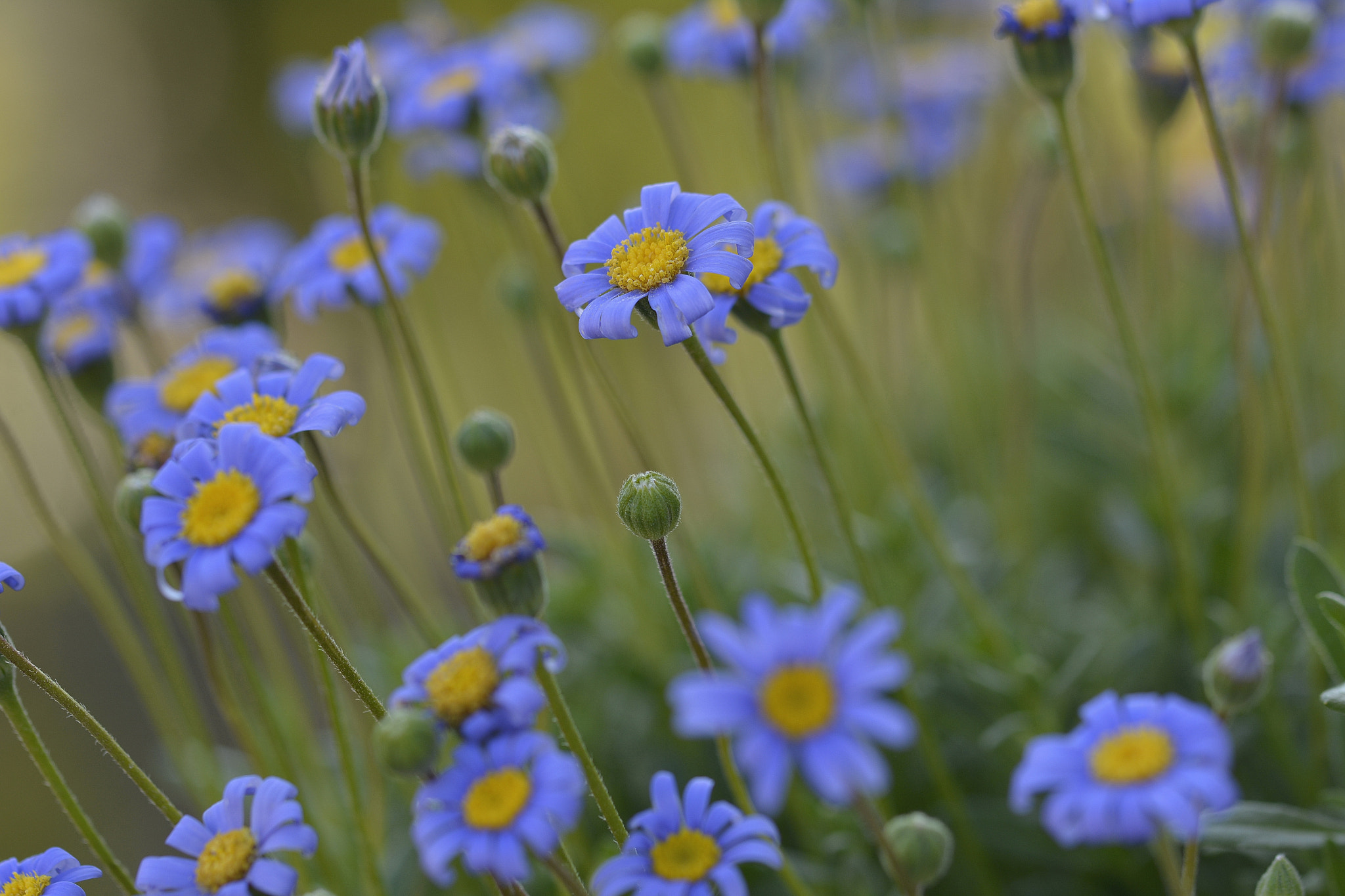 Nikon D7100 sample photo. Blue flowers photography