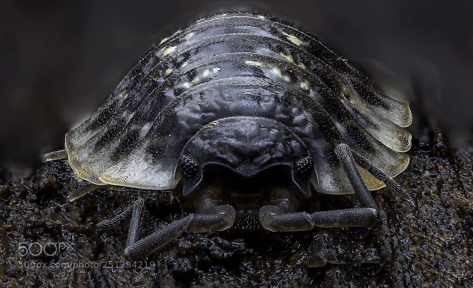 Olympus OM-D E-M1 Mark II sample photo. Isopod photography