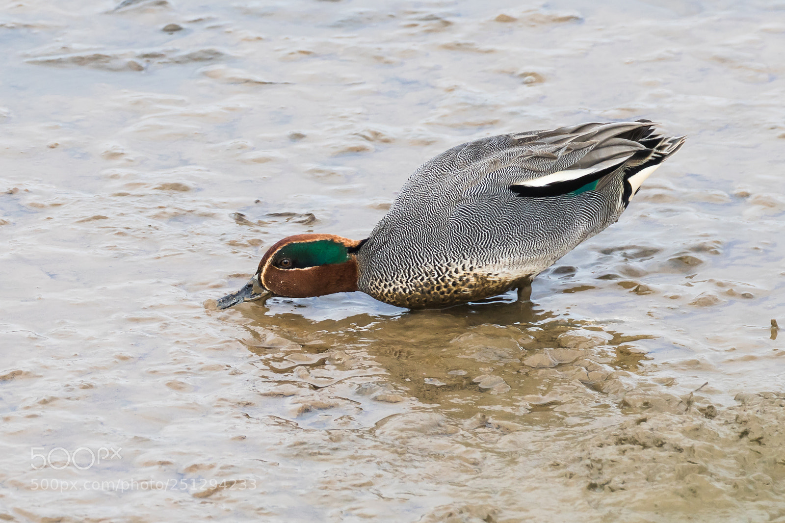 Canon EOS 7D Mark II sample photo. Feeding teal photography