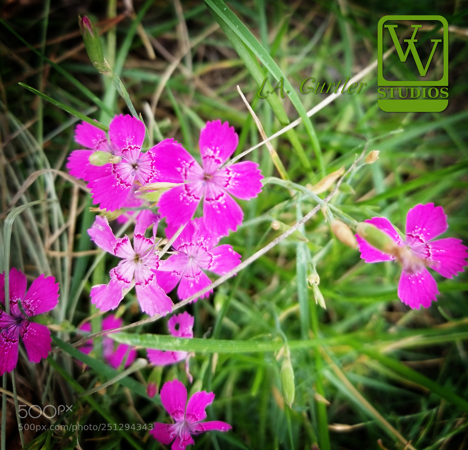 Samsung Galaxy S8 sample photo. Wild carnation photography