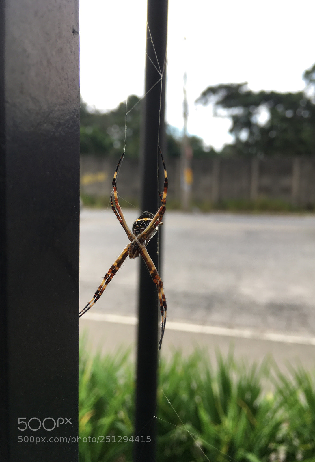 Apple iPhone SE sample photo. Spider photography