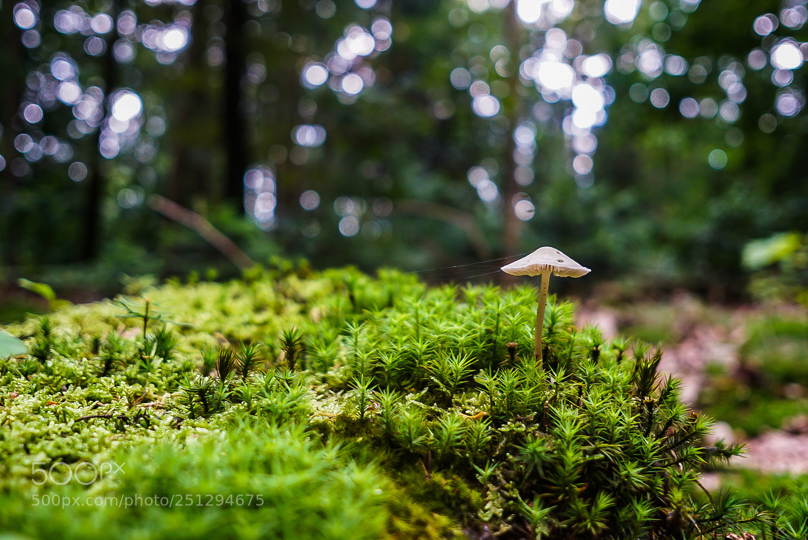 Sony a6000 sample photo. 'shroom photography