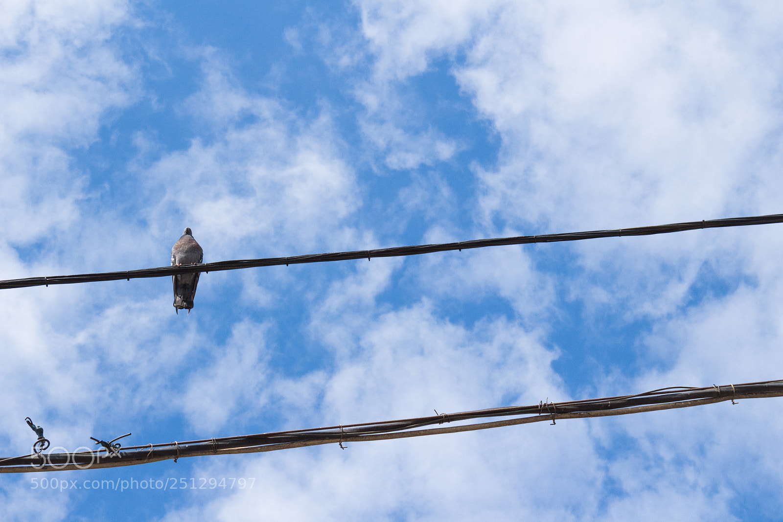 Canon EOS 650D (EOS Rebel T4i / EOS Kiss X6i) sample photo. Dove on wire photography