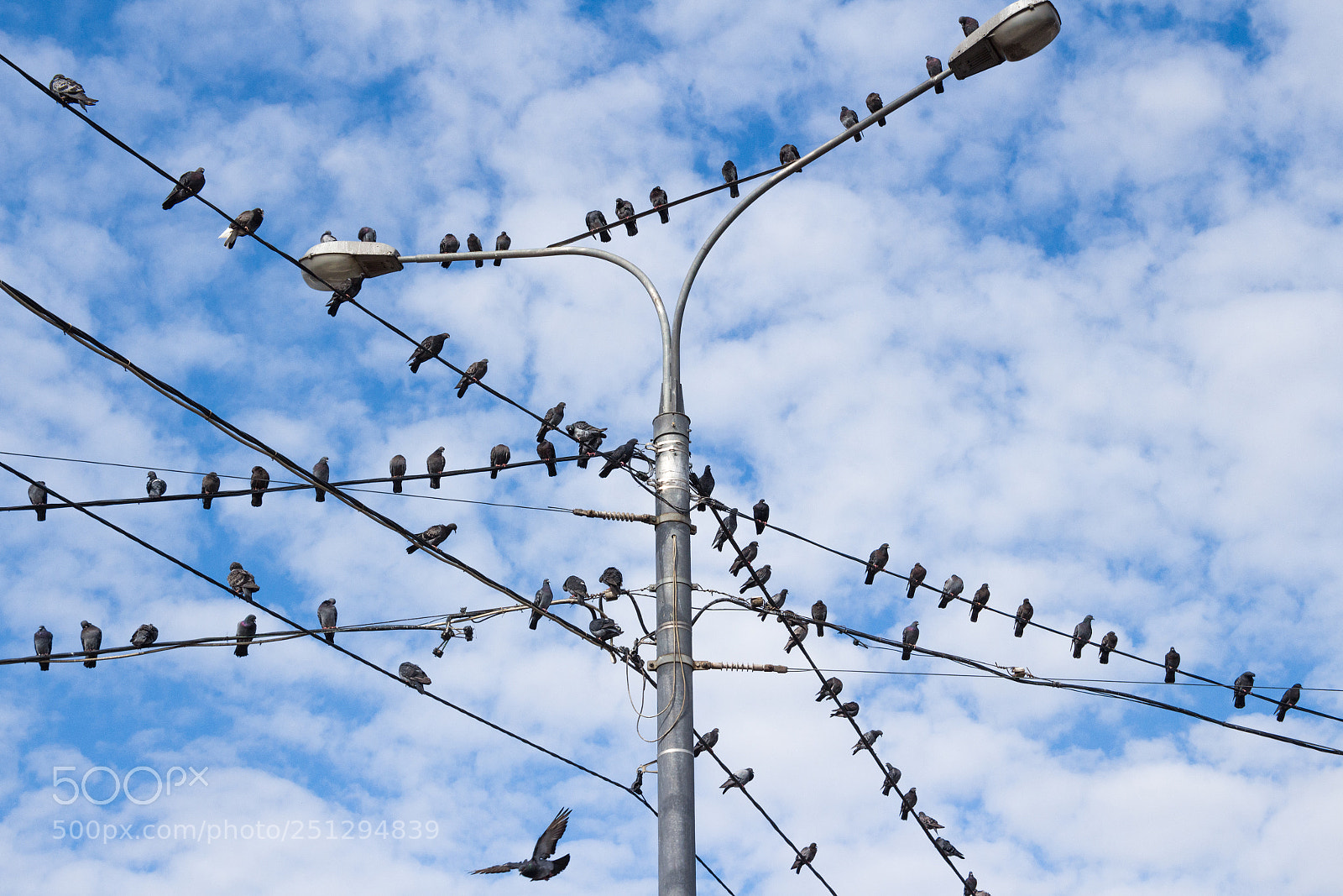 Canon EOS 650D (EOS Rebel T4i / EOS Kiss X6i) sample photo. Pigeons on electric pole photography