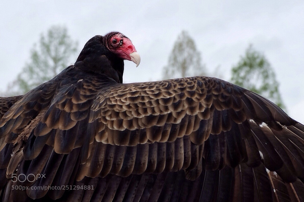 Fujifilm X100S sample photo. Black vulture photography