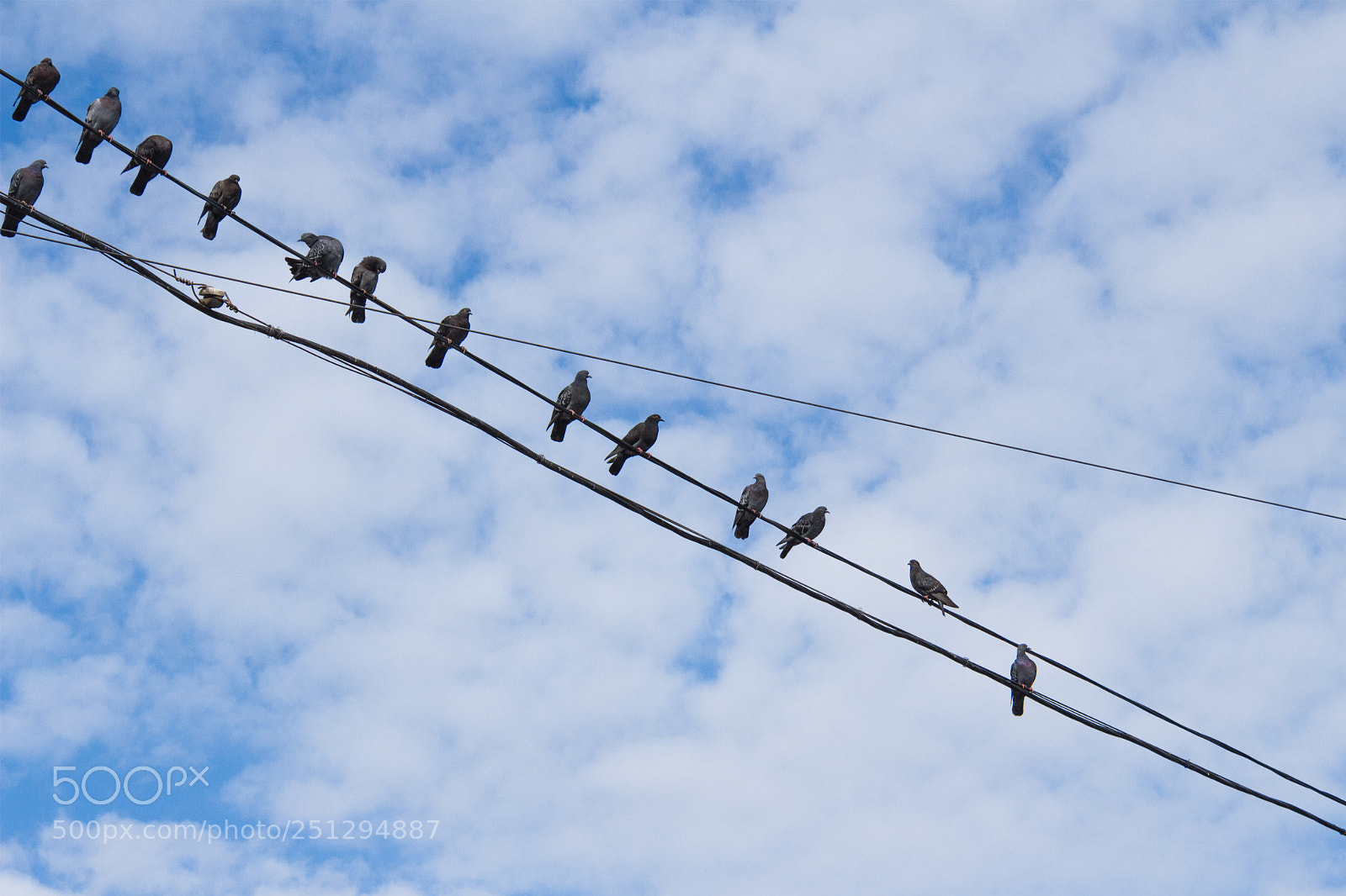 Canon EOS 650D (EOS Rebel T4i / EOS Kiss X6i) sample photo. Pigeons on wire photography