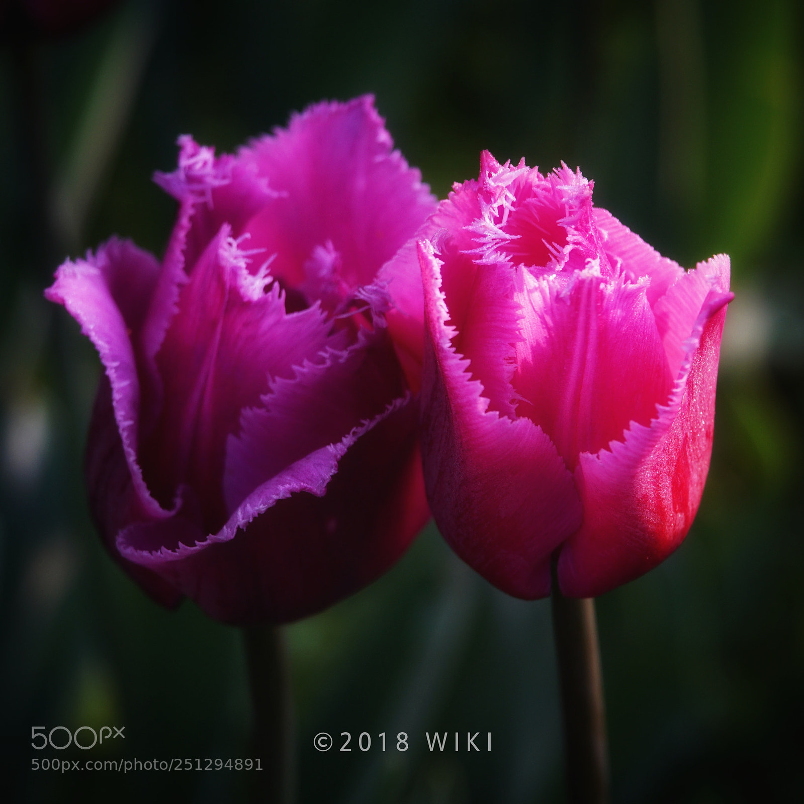 Sony a5100 sample photo. Tulip photography