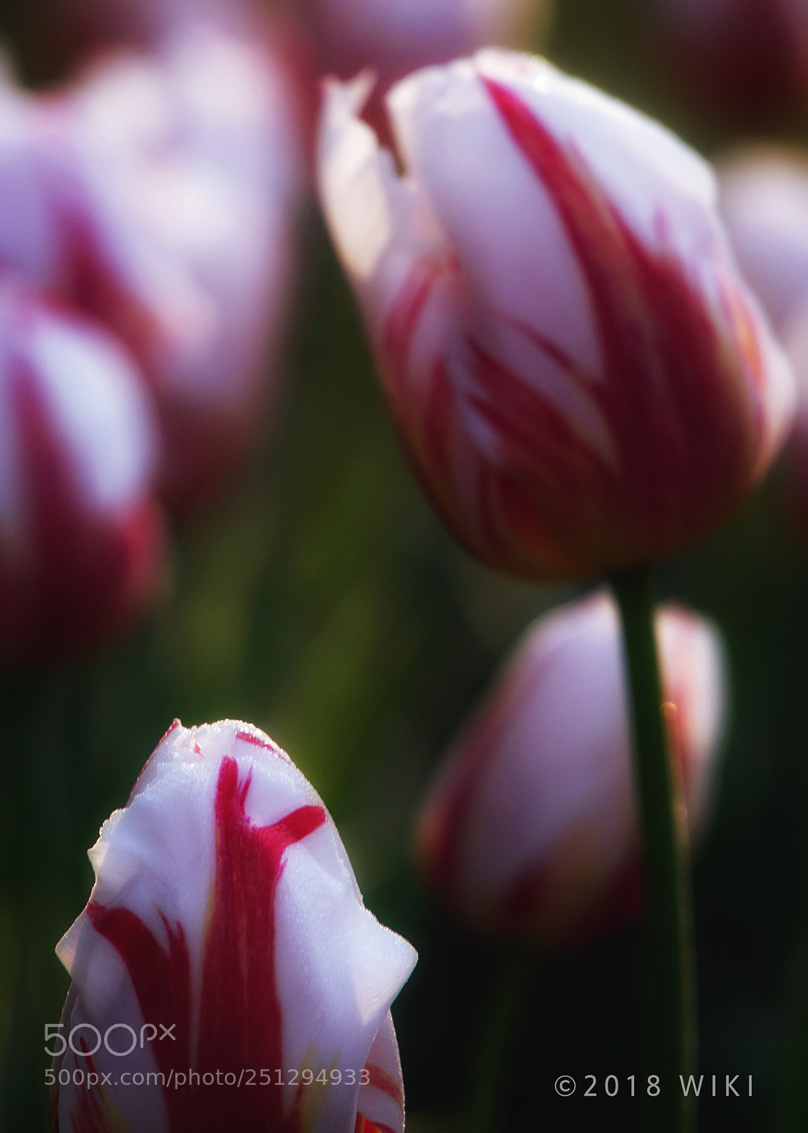 Sony a5100 sample photo. Tulip photography