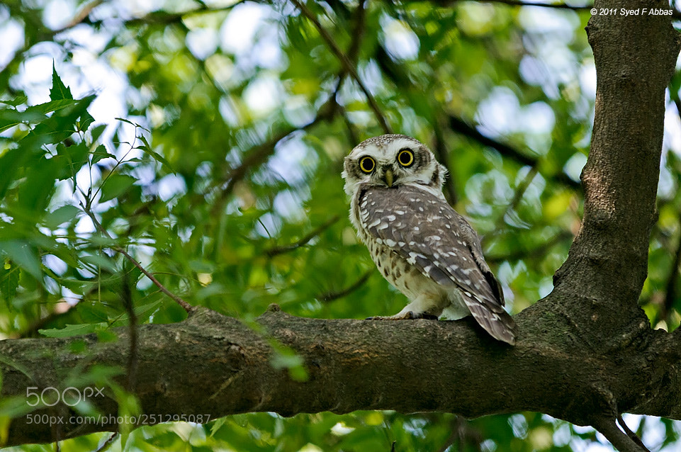 Nikon D300 sample photo. Spotted owlet photography