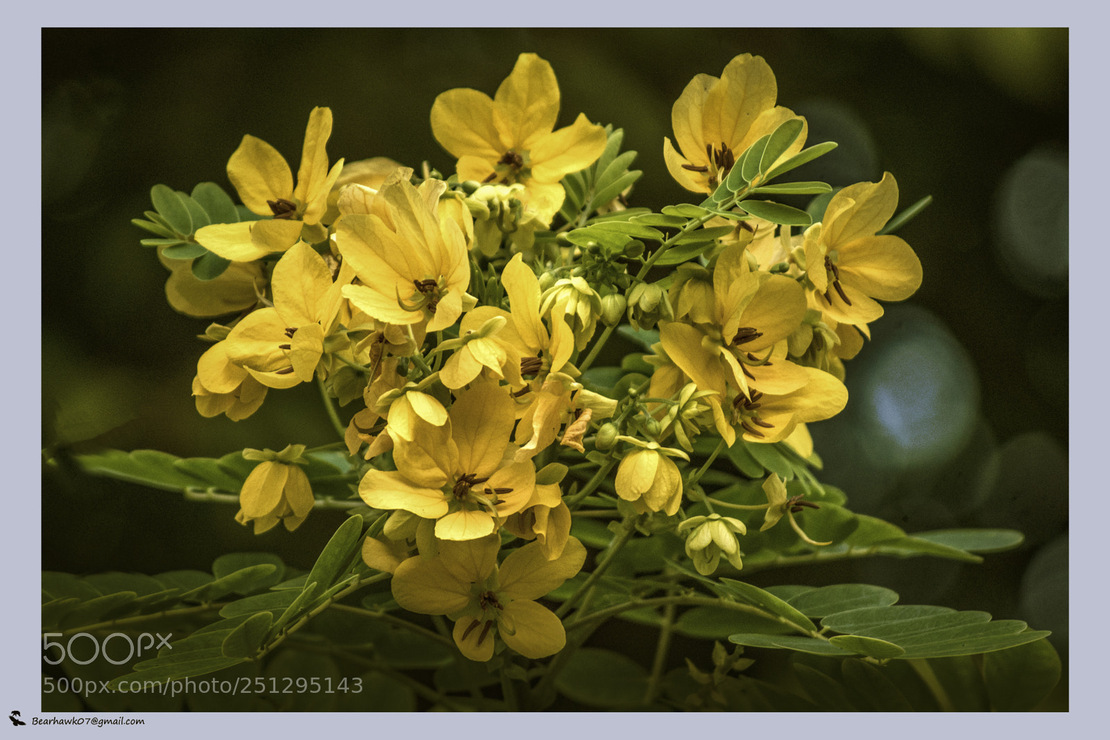 Nikon D7200 sample photo. Copy photography