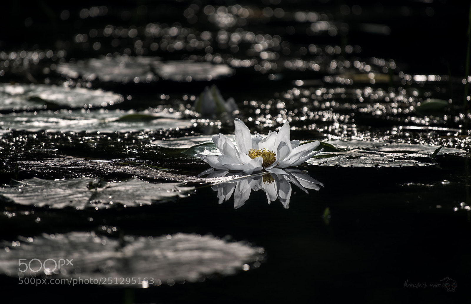 Nikon D810 sample photo. 白莲 photography